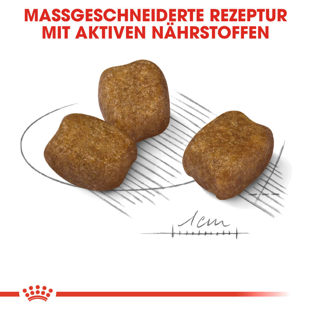Royal Canin Dental Care Mini Hundefutter Günstig Pflegt