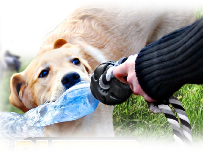 Gladiator Hund