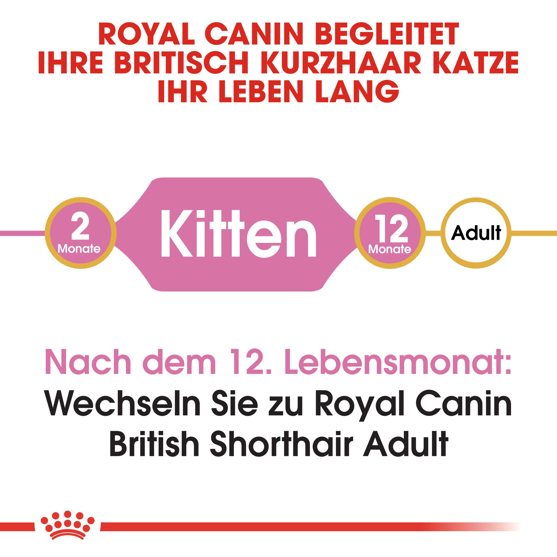 Royal Canin Britisch Kurzhaar KITTEN Katzenfutter