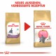 Royal Canin Britisch Kurzhaar KITTEN Katzenfutter