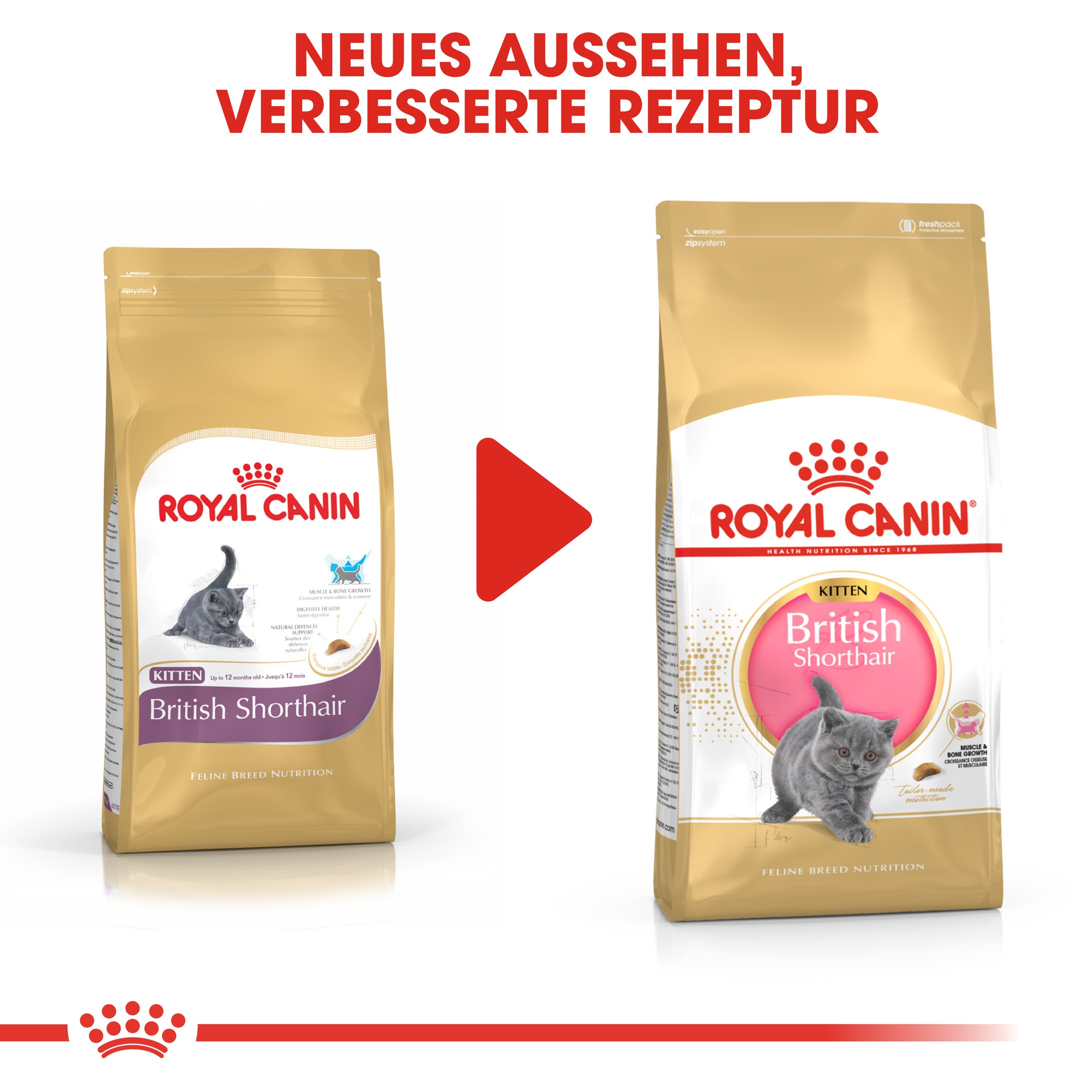 Royal Canin Britisch Kurzhaar KITTEN Katzenfutter
