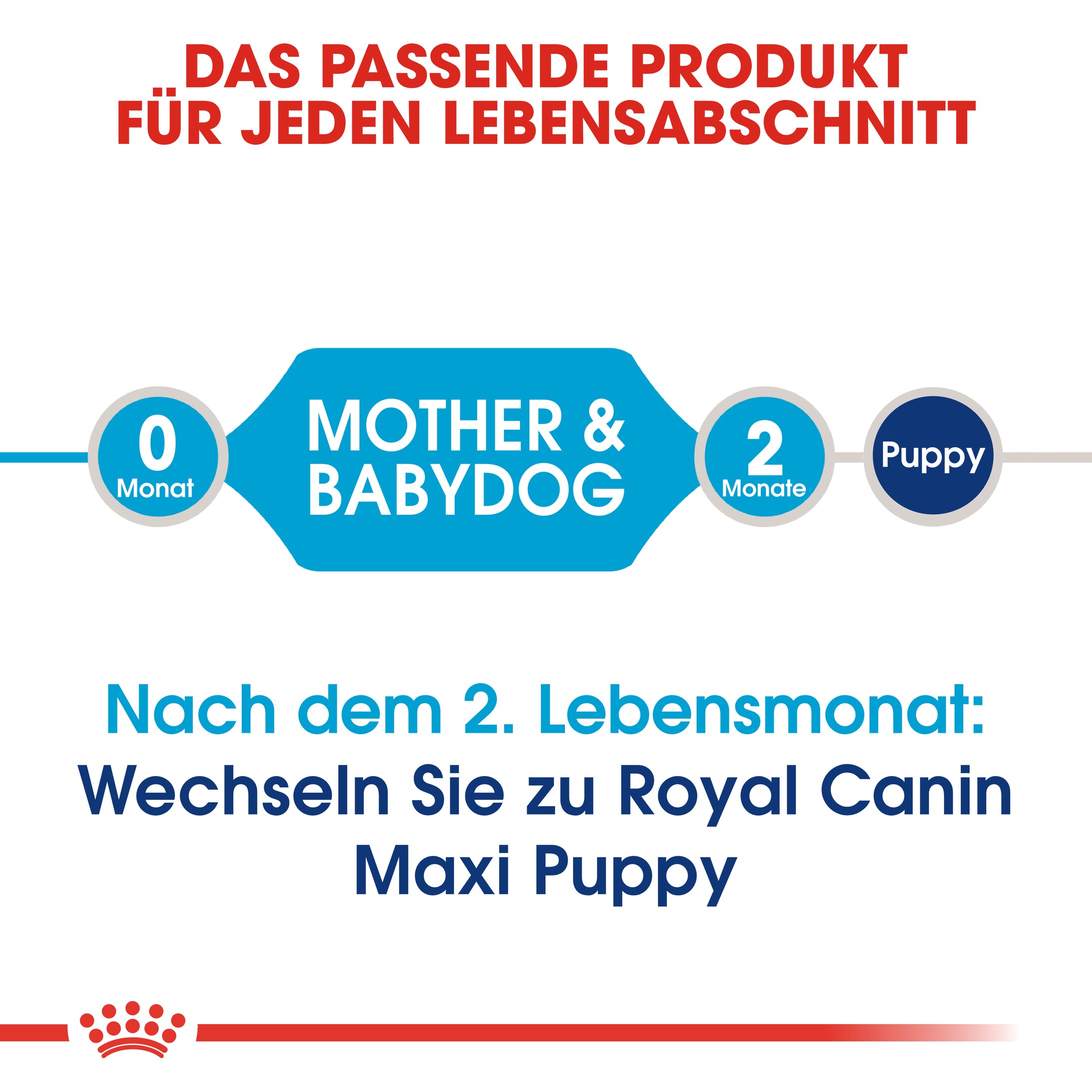 Royal Canin Maxi Starter Hundefutter