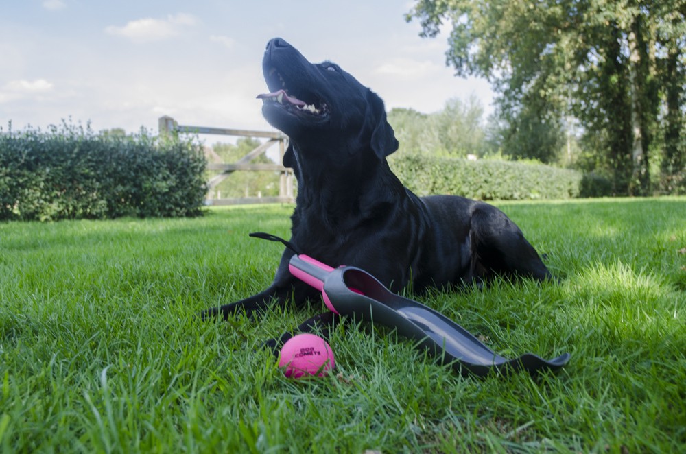 Dog Comets Star Shooter BallwerferGünstig