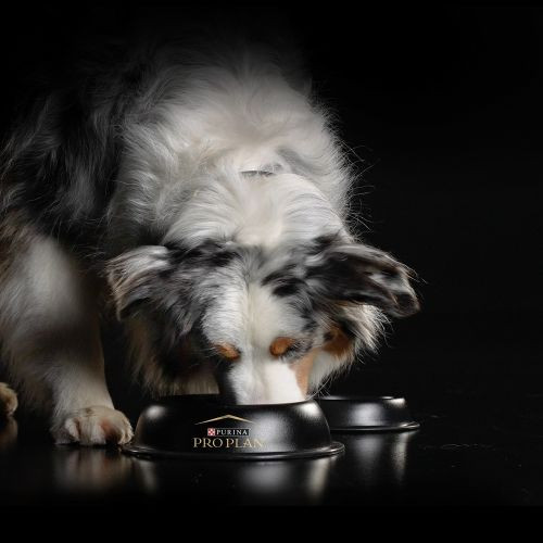 Purina Pro Plan Skin & Coat supplement voor honden (olie 250 ml) Purina Pro Plan Skin & Coat supplement voor honden (olie 250 ml)