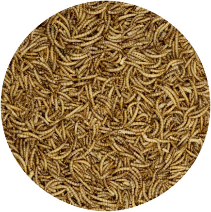 Mealworm To Go gedroogde meelwormen voor vogels