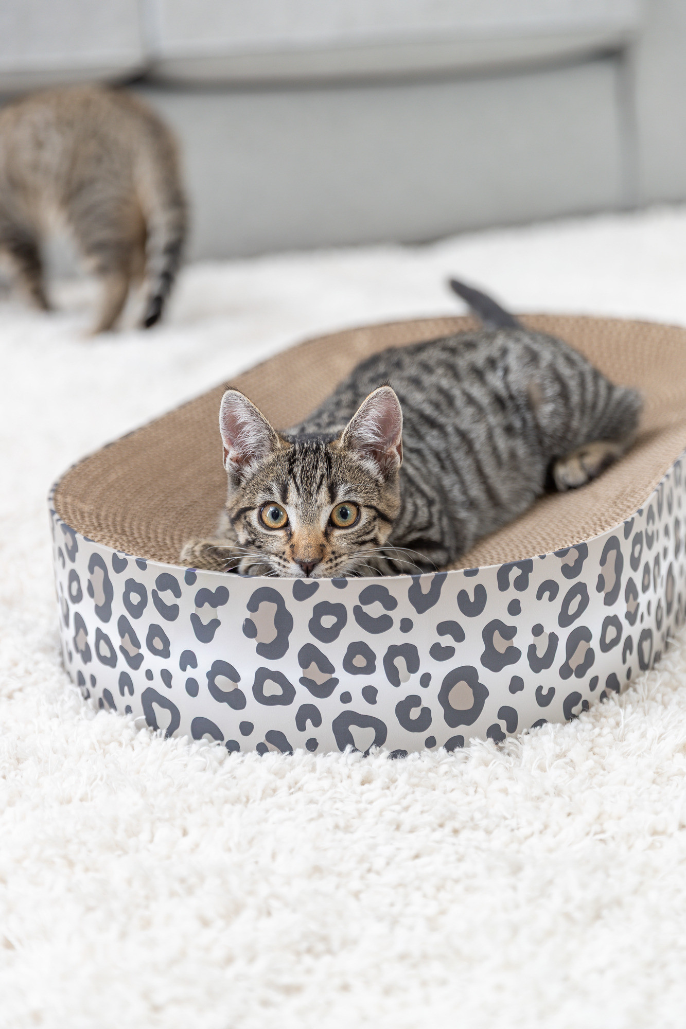 Krabmand Leo met catnip voor de kat