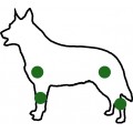 Gelenkbeschwerden Hunde