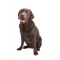 Labrador Retriever Hundefutter