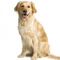 Golden Retriever Hundefutter