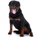 Rottweiler Hundefutter