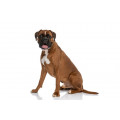 Boxer Hundefutter