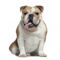 Englische Bulldogge Hundefutter