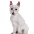 West Highland White Terrier Hundefutter