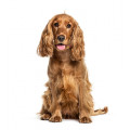 Cocker Spaniel Hundefutter