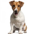 Jack Russell Terrier Hundefutter